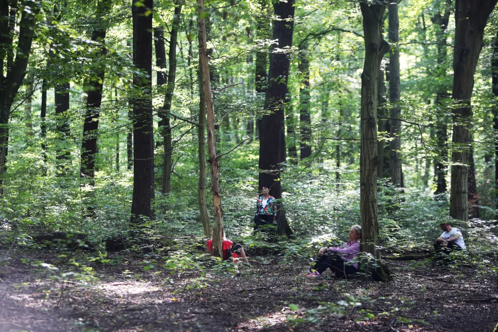 Mehrere Teilnehmer beim entspannten Verweilen und Waldbaden (Shinrin-Yoku-Methode) im Nationalpark Hainich bei Weberstedt am 12.08.2019. Foto: Anja Jungnickel