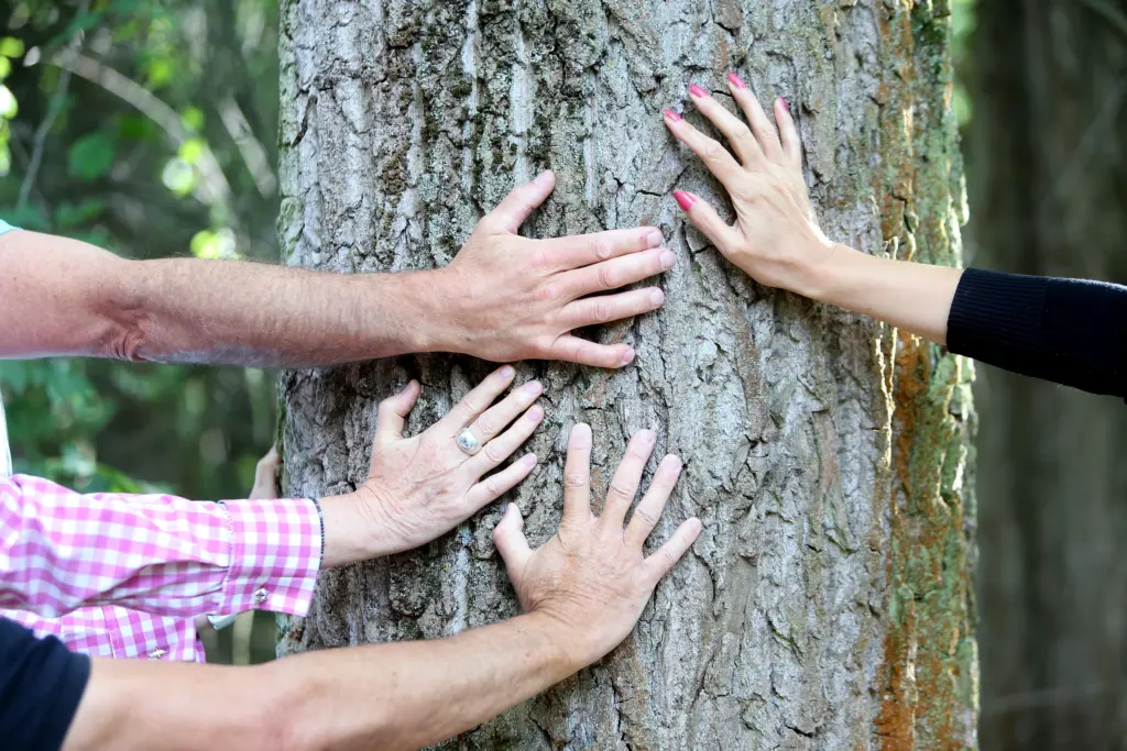 Mehrere Hände berühren gemeinsam die raue Rinde eines Baumes beim Waldbaden (Shinrin-Yoku-Methode) im Nationalpark Hainich bei Weberstedt am 12.08.2019. Foto: Anja Jungnickel